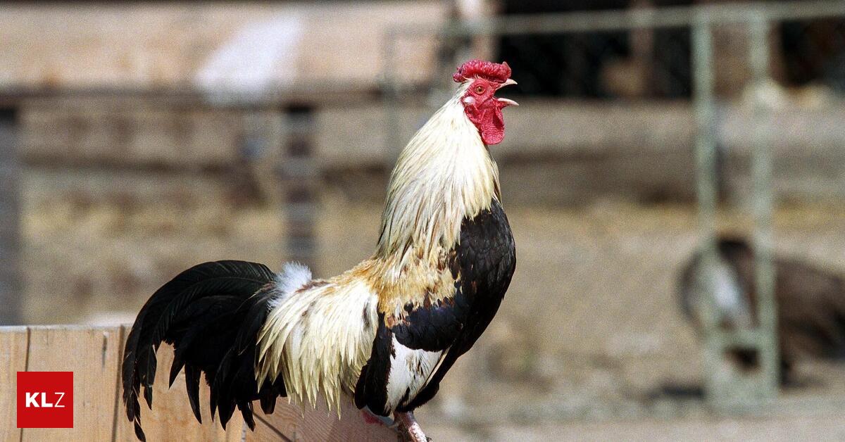 Vogelgrippe-Stallpflicht-f-llt-aber-das-Risiko-bleibt-hoch