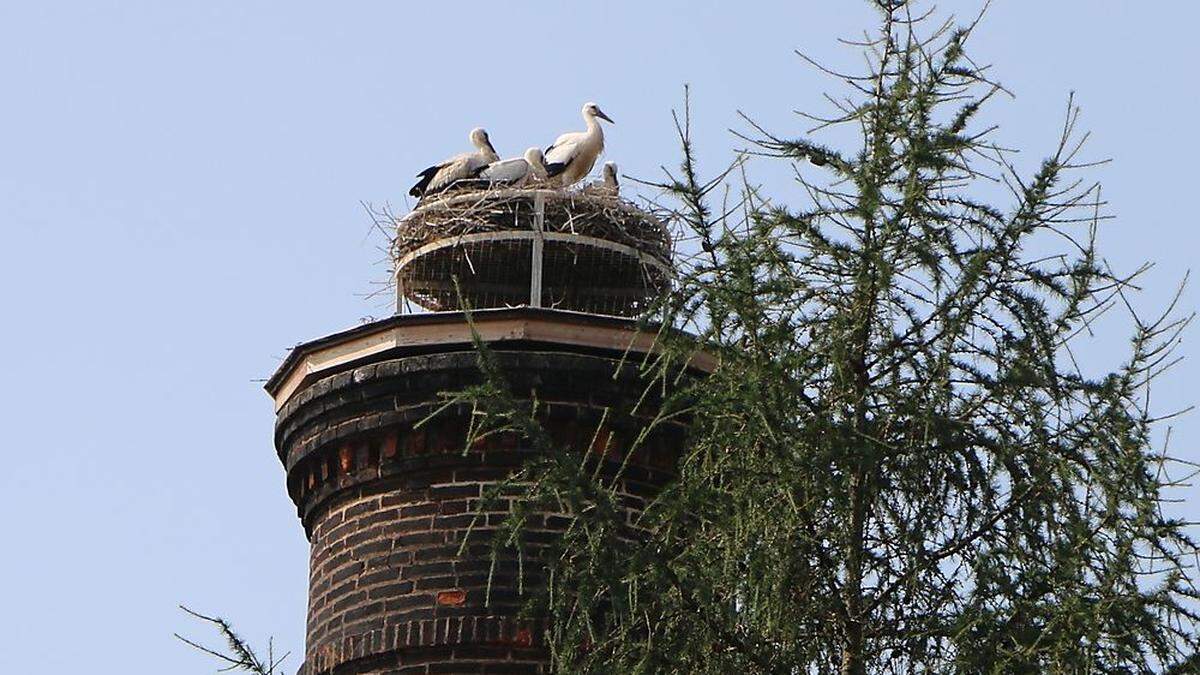 Der Leobener Horst ist heuer noch unbesetzt