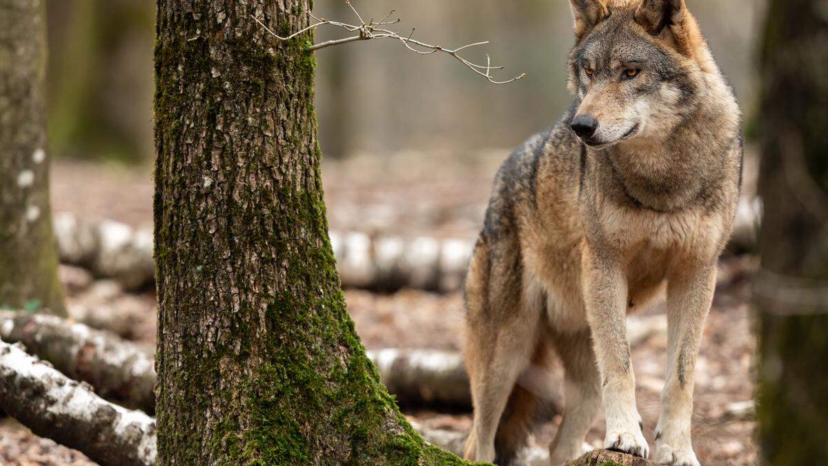 Ein Wolf ist nördlich von Klagenfurt unterwegs