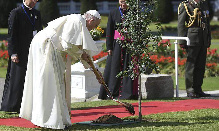 Der Papst pflanzt einen Baum in Dublin 