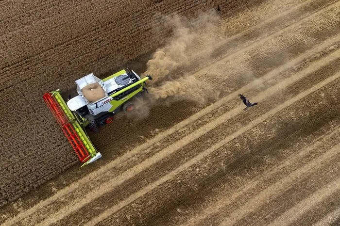 A farmer harvests a corn field near Blankenburg am Harz, Germany, Sunday, July 30, 2023. (AP Photo/Matthias Schrader)