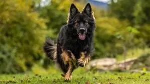 Ein Schäferhund stieß eine Frau aus dem Bezirk Voitsberg in einen Bach (Sujetfoto)