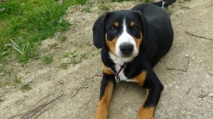 Ein Monat lang wurde nach Appenzeller-Sennenhund "Blacky" rund um Jagerberg gesucht