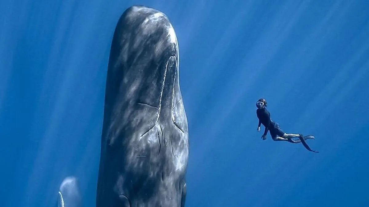 Eine Doku, die in atemberaubende Welten entführt: "Patrick and the Whale"