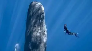 Eine Doku, die in atemberaubende Welten entführt: "Patrick and the Whale"