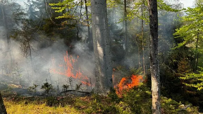 Feuer lodert in einem Waldstück