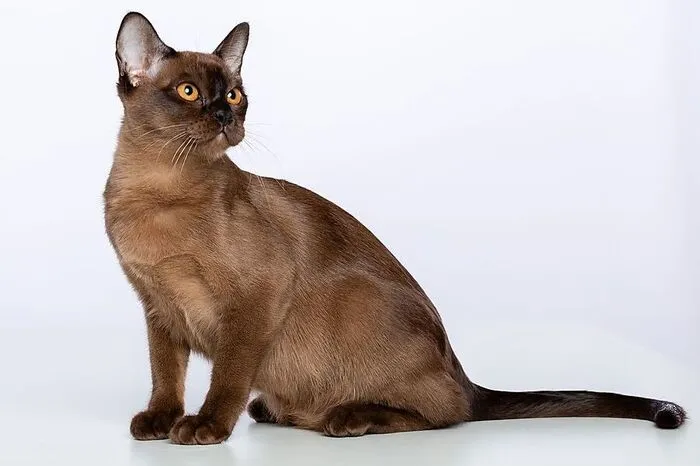 Mit der Burma-Katze (nicht zu verwechseln mit der Birma-Katze) erklimmt eine orientalische Rasse den achten Rang: Sie stammt aus Myanmar und ist eine der am längsten in Europa gehaltenen Rassen überhaupt. Sie entwickelt eine sehr innige Beziehung zu ihren Menschen und möchste von ihnen nicht lange getrennt sein. Einzelhaltung ist nichts für sie.