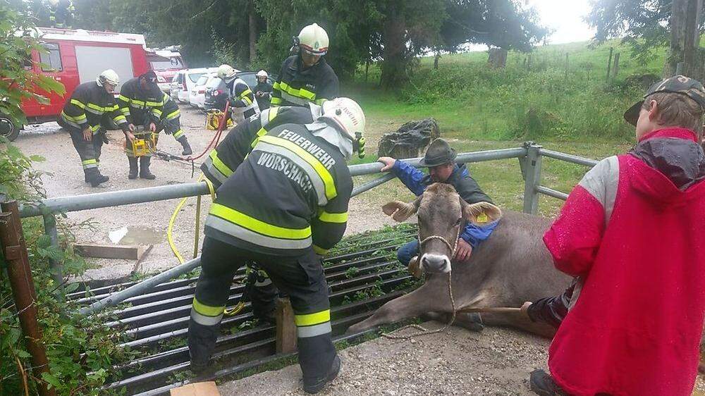 Elf Feuerwehrleute rückten aus, um das Tier zu befreien.
