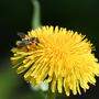 Bienenschutz: Schwellenwert für bestimmte Chemikalien soll eingerichtet werden