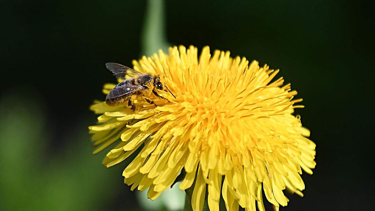 Bienenschutz: Schwellenwert für bestimmte Chemikalien soll eingerichtet werden