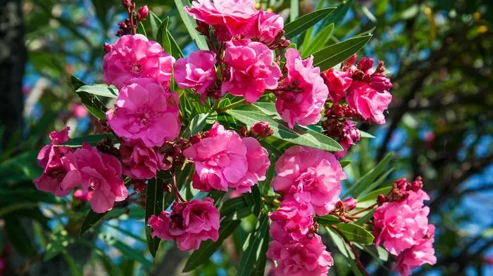 Wie bringt man den Oleander am besten über den Winter?