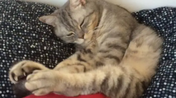 Kater Aaron aus Weiz fühlt sich nicht nur auf der Couch pudelwohl . . .