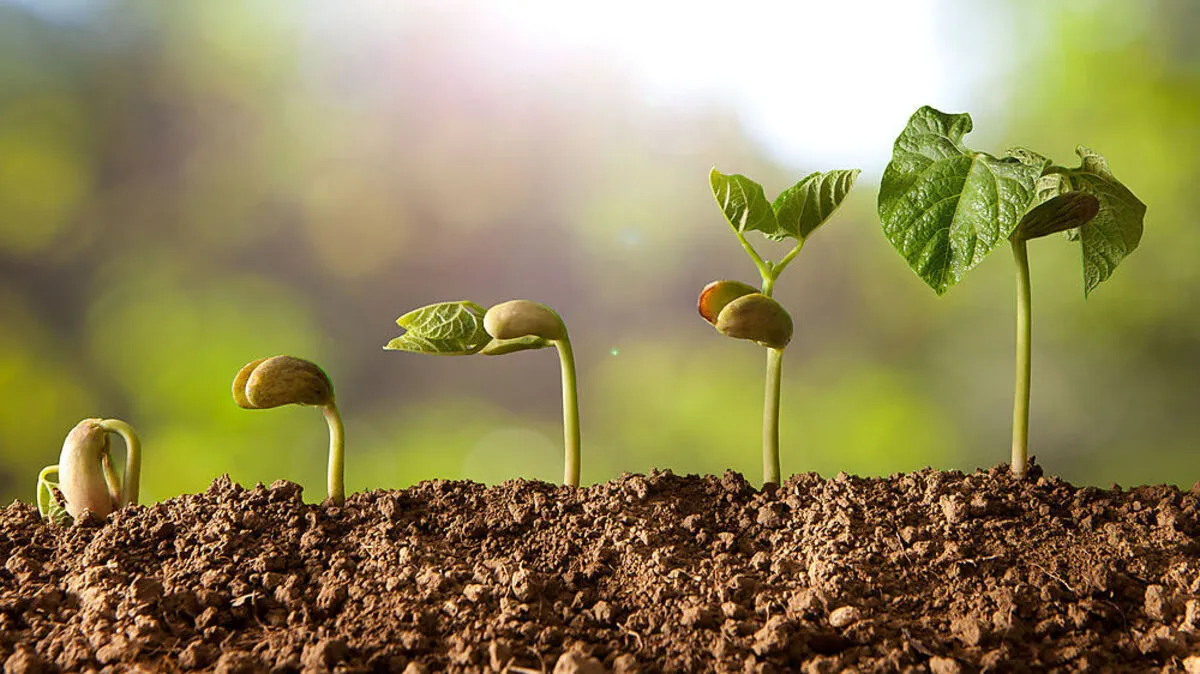 Alte Samen sorgen für Vielfalt