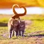 a pair of cute lovers striped cat walking on a Sunny path in a warm spring garden twisting their tails in the heart