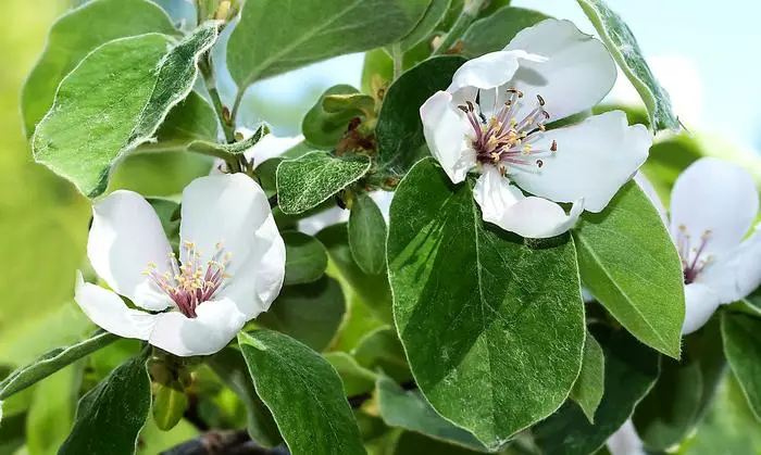 Obstbäumen wieder Leben verleihen