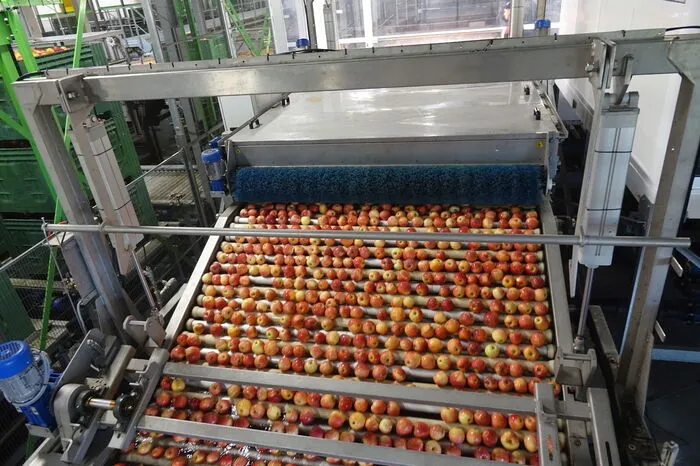 In der Sortieranlage wird die Früchte unter anderem nach Form, Farbe und Größe geordnet.