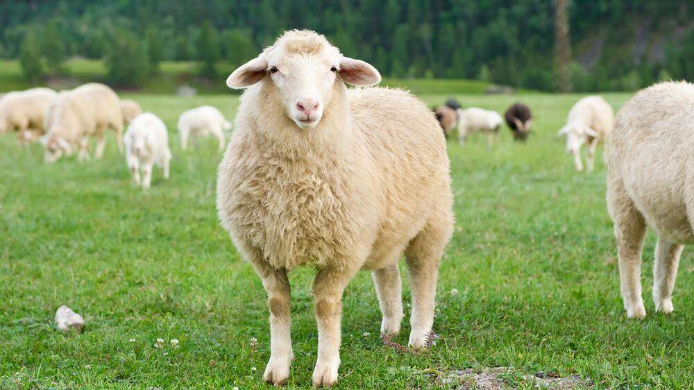 Ein Schaf wurde zu Tode gequält 