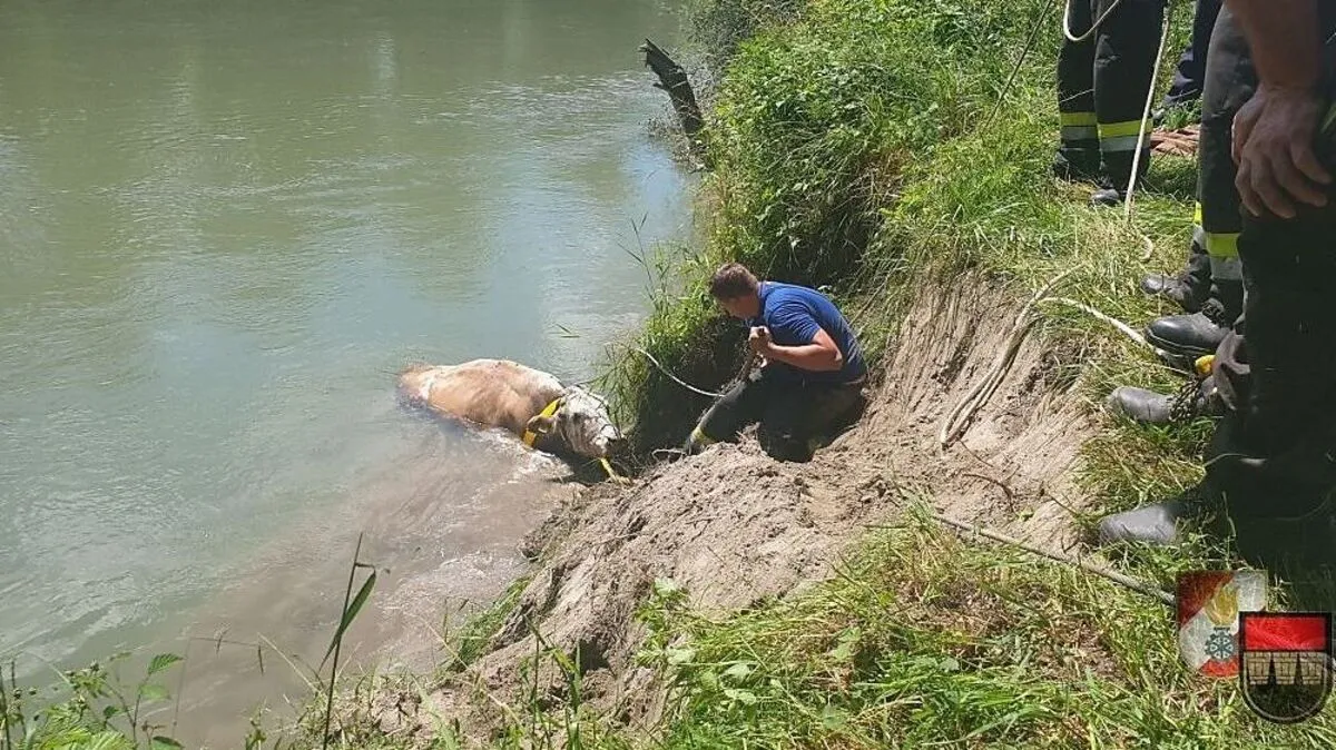 Die ersten Versuche, das Tier aus dem Wasser zu holen, scheiterten