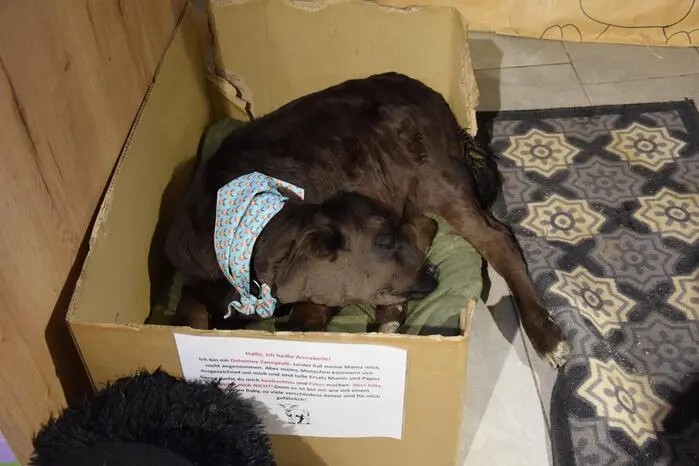 Direkt neben der Kassa des Hofladens lag Zwergrind-Kalb Annabelle zusammengerollt im Stroh