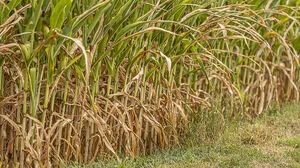Die Trockenheit wirkt sich auch auf Landwirtschaft aus. Hier eine Aufnahme aus dem Lavanttal