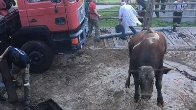 Ein 800 Kilogramm schwerer Stier wurde aus der Jauchengrube gerettet.