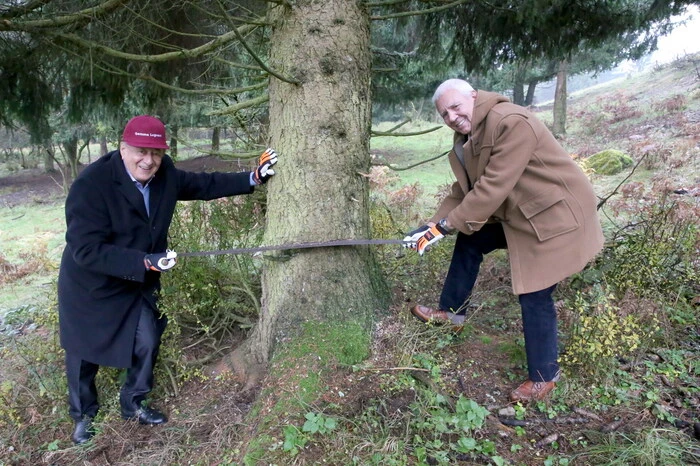 Ausgestattet mit einer Zugsäge wurde vom prominenten Duo der Anschnitt in Angriff genommen, Schlägerungsprofis fällten im Anschluss dann den 20 Meter hohen Baum. 