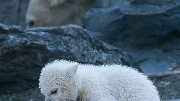 Vier Monate nach seiner Geburt hat das Berliner Eisbärenbaby endlich einen Namen bekommen.