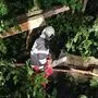 In Hainersdorf musste die Feuerwehr die Straße von umgestürzten Bäumen befreien