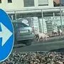 Die Ferkel konnten wieder eingefangen werden