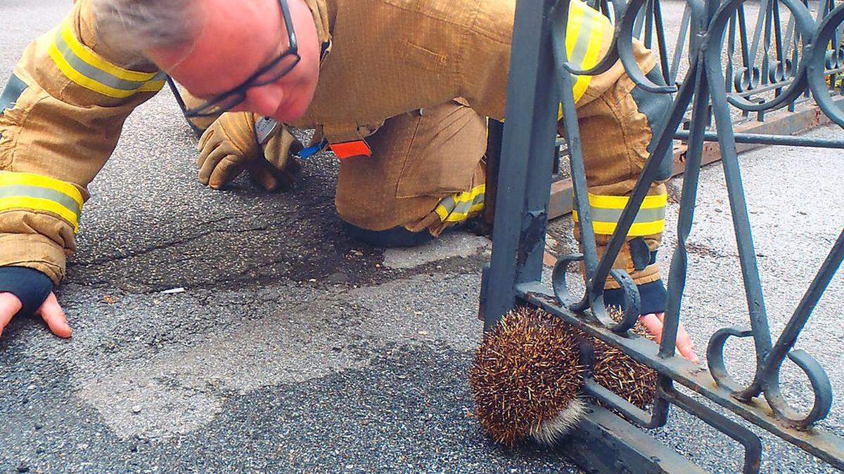 Der in Graz-Gösting eingeklemmte und letztlich befreite Igel