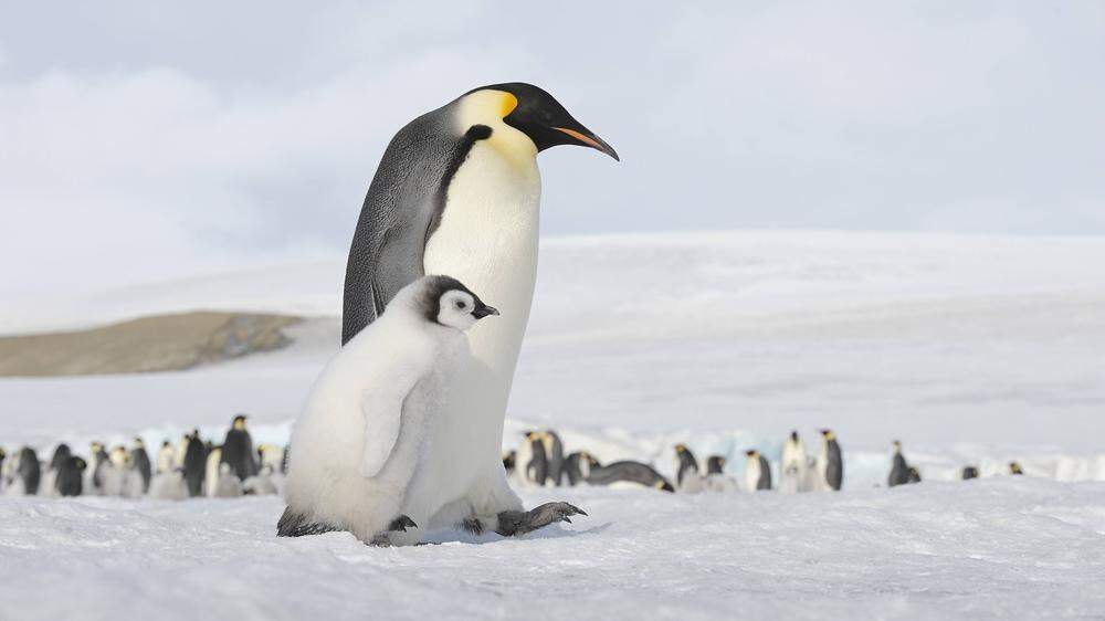 Von 18 Pinguin-Arten ist der Kaiserpinguin mit Abstand der größte und schwerste