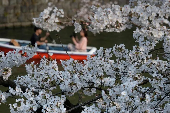 In den Tagen und Wochen davor lassen Unternehmer die besten Plätze für die jährlichen Hanami-Feiern reservieren