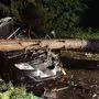 Baum fiel auf Auto