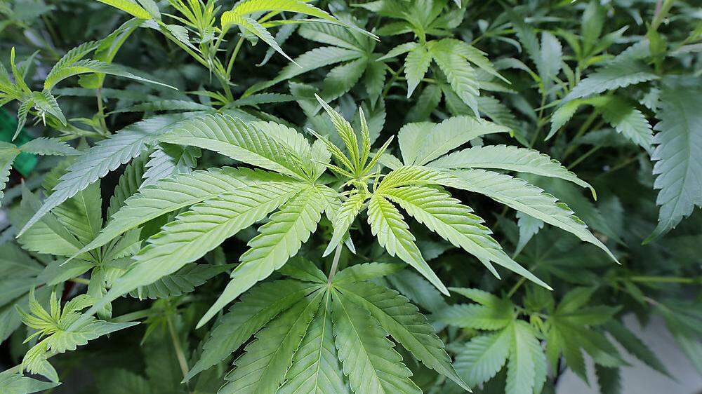 Die UN-Drogenbehörde ist auch besorgt über globale Cannabis-Trends