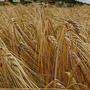 Die Weizenernte in Italien fällt geringer aus
