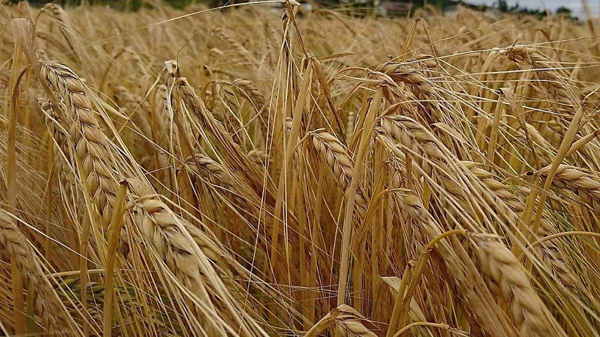 Die Weizenernte in Italien fällt geringer aus