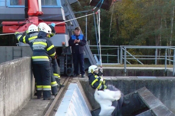 Wie auf dem Foto zu erkennen, war der Schwan mit seiner Rettung zunächst nicht einverstanden ...