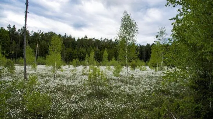 Das Moor ist inmitten der Wälder zwischen Hohenbrugg und Lichtenwald in einer Seehöhe von annähernd 370 Meter entstanden.