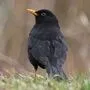 Die Amsel verschwindet zunehmend aus den Gärten