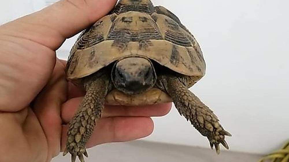 Wer vermisst diese junge Schildkröte? 
