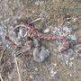 Die Überreste des toten Rotwildkalbes