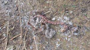 Die Überreste des toten Rotwildkalbes