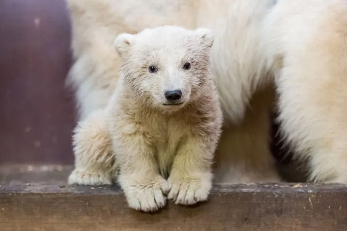 Fritz überlebte – er war der erste Eisbärennachwuchs seit mehr als 20 Jahren im Berliner Tierpark.