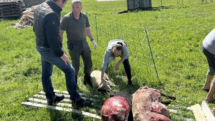Ein Team der HBLFA Raumberg Gumpenstein hilft in Rissfällen Besitzern - psychologisch, aber auch in praktischen Dingen - wie die Abläufe geregelt werden müssen. Die ganze Story lesen Sie hier!