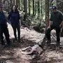 In Matrei wurden im Mai insgesamt fünf Schafe gerissen, ein Rehriss ist noch nicht geklärt 