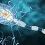 3d medical illustration, nerve cells. Neurons concept for Neurological Diseases, tumors and brain surgery.