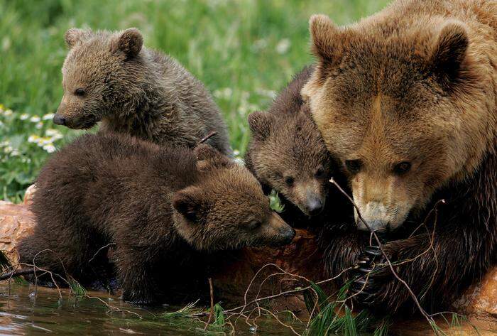 Gefährlich kann es werden, wenn man einer Bärenfamilie begegnet