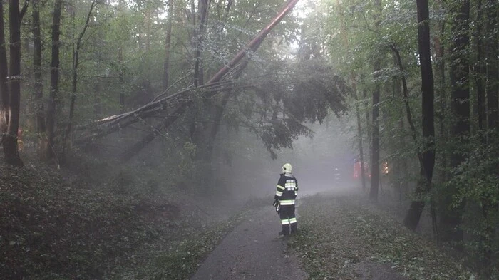 Im Gemeindegebiet von Hartl drohten Bäume auf eine Straße zu stürzen.