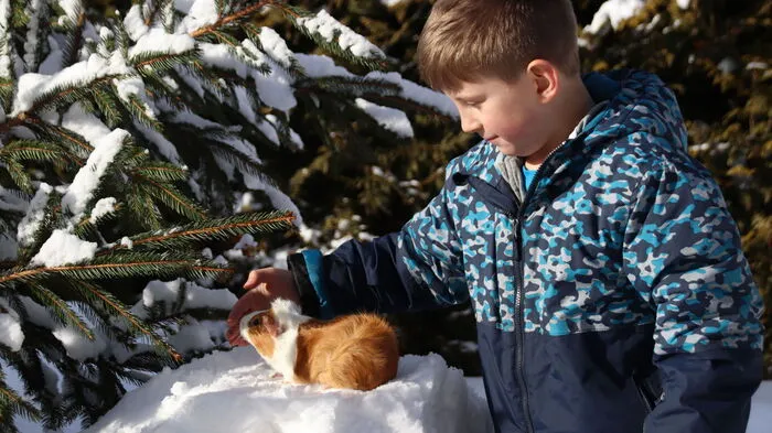 Lukas Hobelleitner aus Unzmarkt mit seinem Meerschwein Jerry, das das erste Mal Schnee unter den Pfoten hatte.