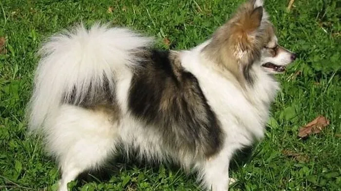 Sujetbild